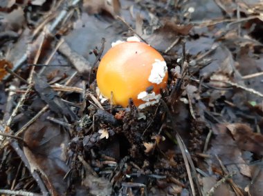 Amanita mantarı ormanda yetişir. Zehirli mantar..