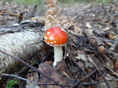 Amanita mantarı ormanda yetişir. Zehirli mantar..