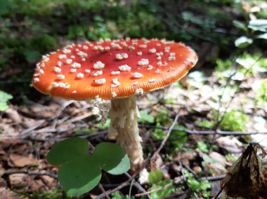 Amanita mantarı ormanda yetişir. Zehirli mantar..