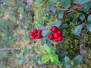 Ormanda böğürtlen yetişiyor. Yaban mersini. Çalılar ve yaban mersini yaprakları. Seçici odak.
