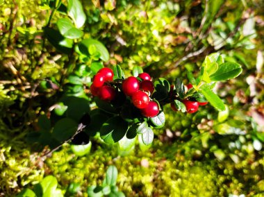 Ormanda böğürtlen yetişiyor. Yaban mersini. Çalılar ve yaban mersini yaprakları. Seçici odak.
