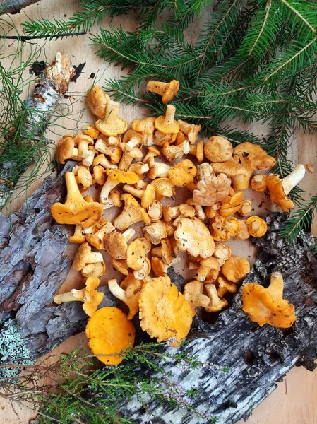 新鲜的林冠蘑菇 Raw Chanterelles 食用野生蘑菇 — 图库照片