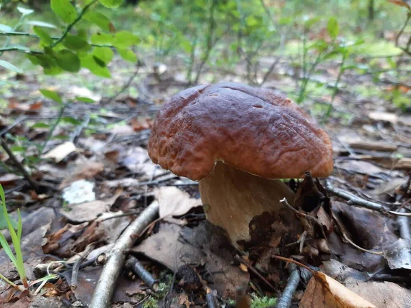 Boletus Creciendo Bosque Champiñones Comestibles Enfoque Selectivo Fotografía Móvil —  Fotos de Stock