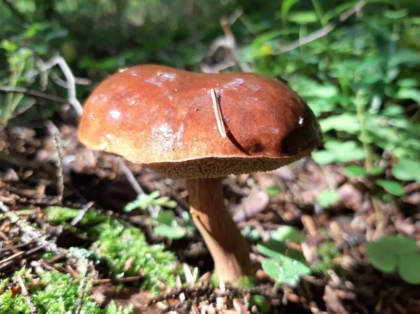 Boletus growing in the woods. Edible forest mushroom. Selective focus. Mobile photography.
