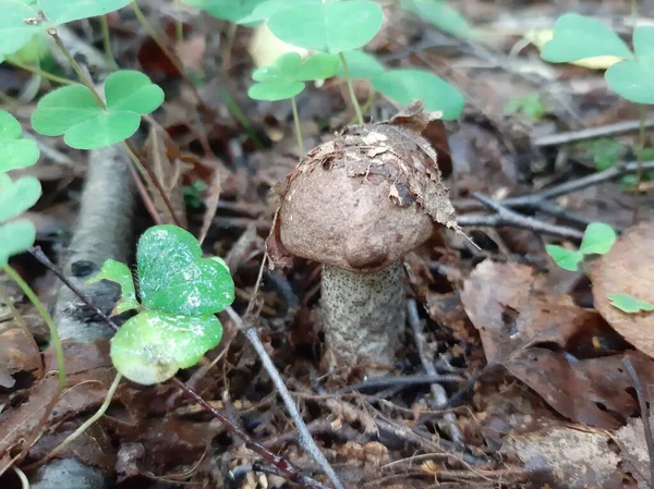 生长在树林里的Boletus 食用森林蘑菇 有选择的重点 移动摄影 — 图库照片