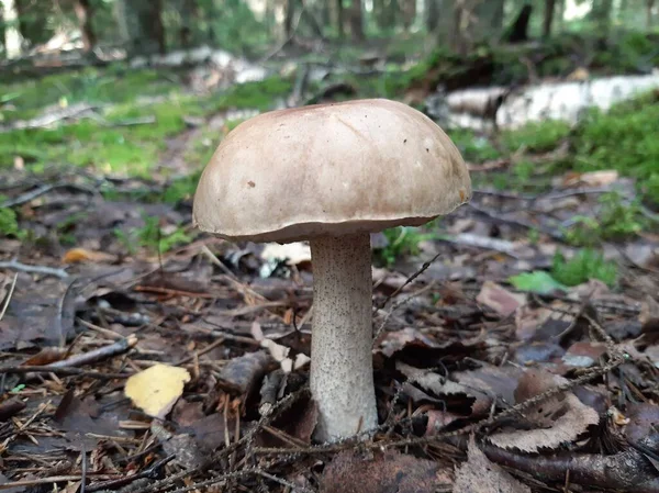森林里的苔藓 野生食用菌 移动照片 有选择的重点 — 图库照片