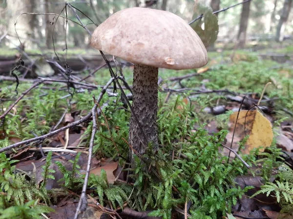 Steinpilze Wald Wilder Speisepilz Handyfoto Selektiver Fokus — Stockfoto