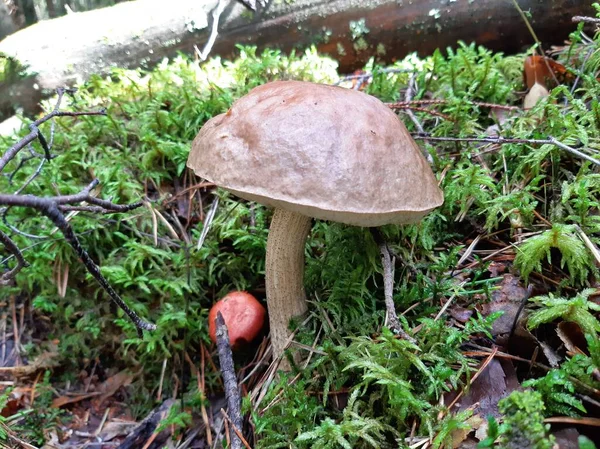 Bolet Poussant Dans Les Bois Champignon Forestier Comestible Concentration Sélective — Photo