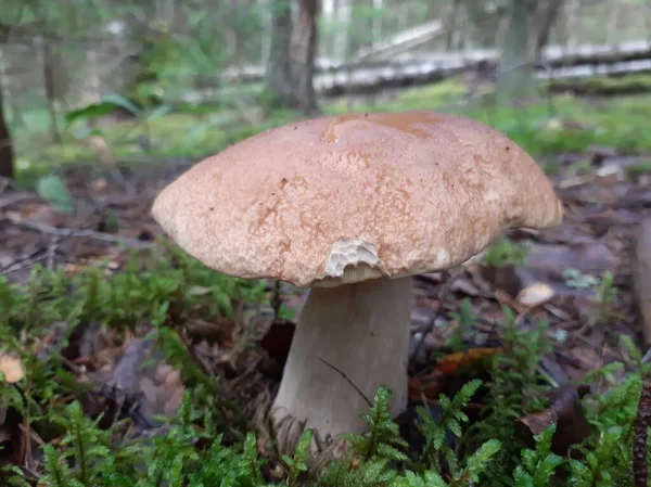 Steinpilze Wald Wilder Speisepilz Handyfoto Selektiver Fokus — Stockfoto