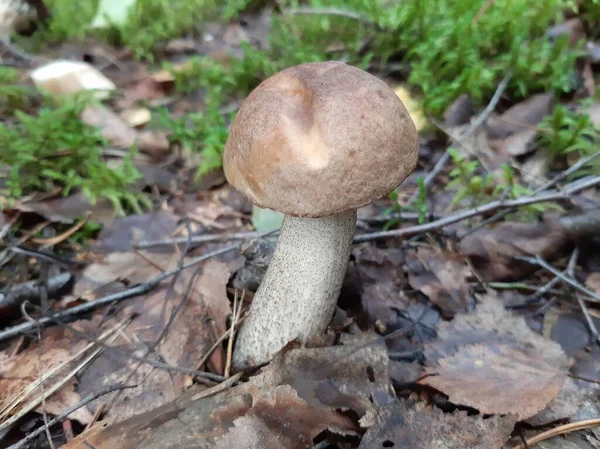 生长在树林里的Boletus 食用森林蘑菇 有选择的重点 移动摄影 — 图库照片