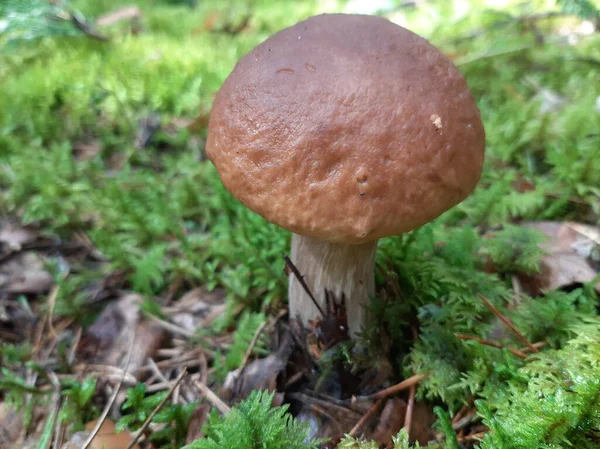 生长在树林里的Boletus 食用森林蘑菇 有选择的重点 移动摄影 — 图库照片