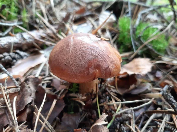 生长在树林里的Boletus 食用森林蘑菇 有选择的重点 移动摄影 — 图库照片