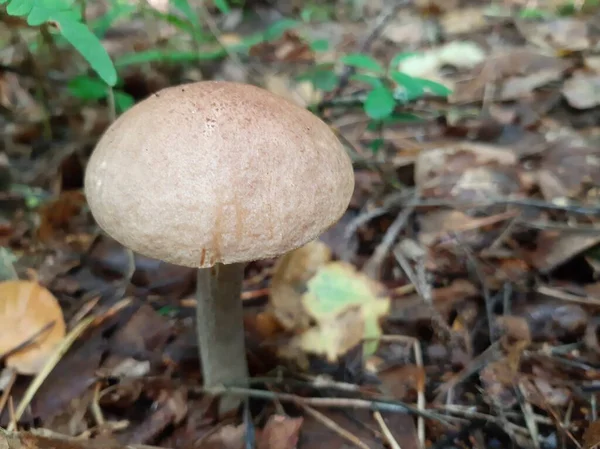 Boletus Gomba Erdőben Vadon Termő Ehető Gomba Mobil Fotó Szelektív — Stock Fotó