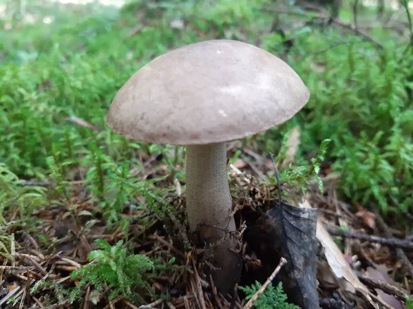 Boletus Mushroom Forest Wild Edible Mushroom Mobile Photo Selective Focus — Stock Photo, Image