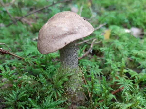 Steinpilze Wachsen Wald Essbarer Waldpilz Selektiver Fokus Mobiles Fotografieren — Stockfoto