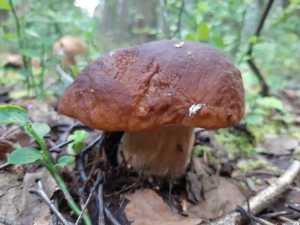 生长在树林里的Boletus 食用森林蘑菇 有选择的重点 移动摄影 — 图库照片