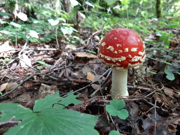 Amanita mushroom grows in the forest. Poisonous mushroom.