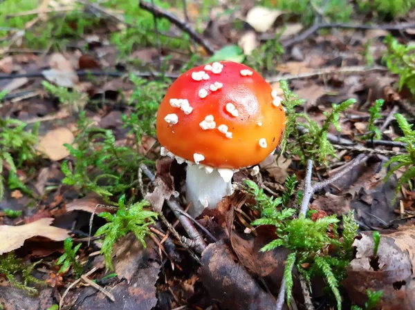 Μανιτάρι Amanita Φυτρώνει Στο Δάσος Δηλητηριώδες Μανιτάρι — Φωτογραφία Αρχείου