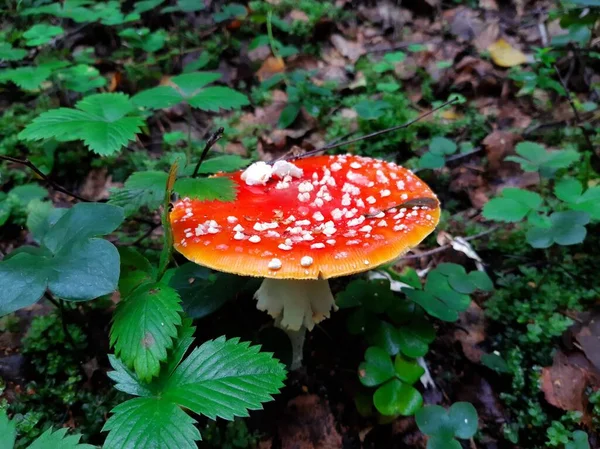 Amanita Pilz Wächst Wald Giftpilz — Stockfoto