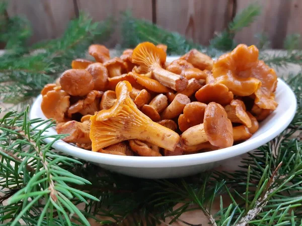 Chanterelle mushrooms pickled or salted. Cooked chanterelle mushrooms. Mushroom appetizer. Edible forest mushrooms.