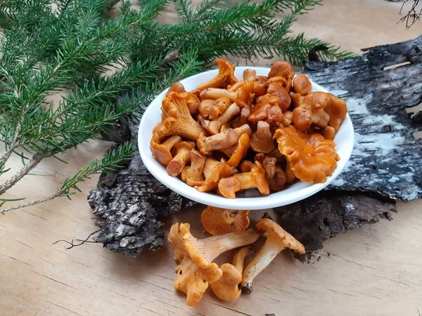 Chanterelle mushrooms pickled or salted. Cooked chanterelle mushrooms. Mushroom appetizer. Edible forest mushrooms.