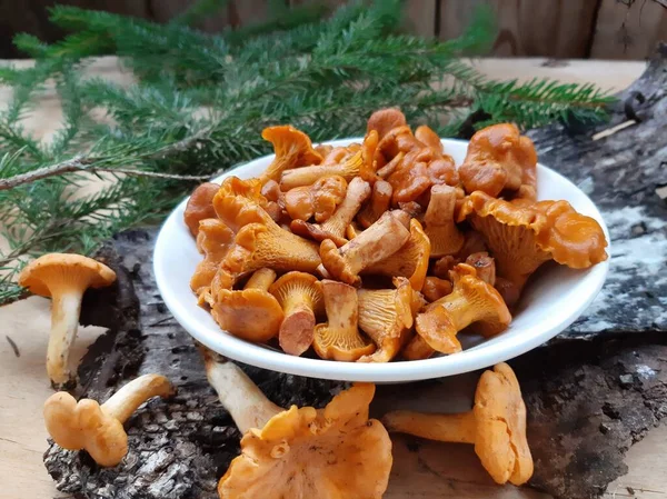 Chanterelle mushrooms pickled or salted. Cooked chanterelle mushrooms. Mushroom appetizer. Edible forest mushrooms.