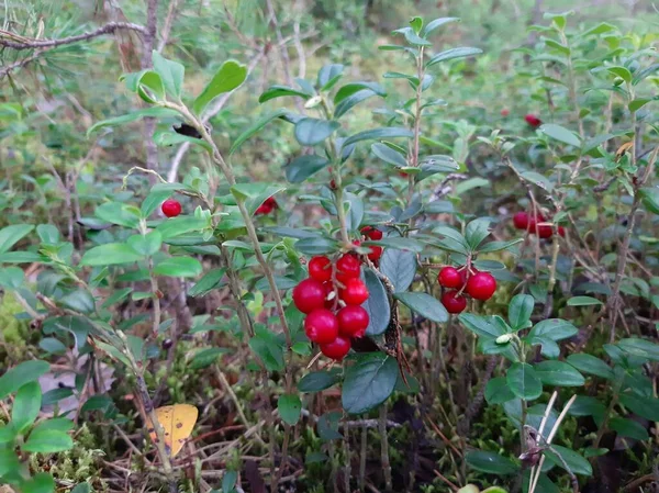 Lingonberry Erdőben Szeder Bogyók Bozót Áfonyalevél Szelektív Fókusz — Stock Fotó