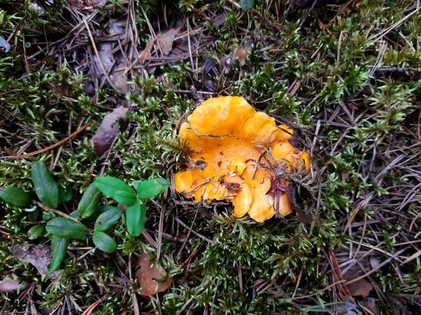 Chanterelle Gomba Erdőben Ehető Gomba — Stock Fotó