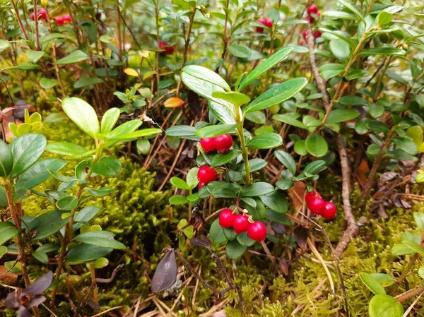 Preiselbeeren Wachsen Wald Preiselbeeren Büsche Und Blätter Der Preiselbeere Selektiver — Stockfoto