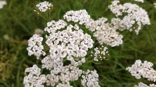 Yarrow flower. White flower. Forest flowers.