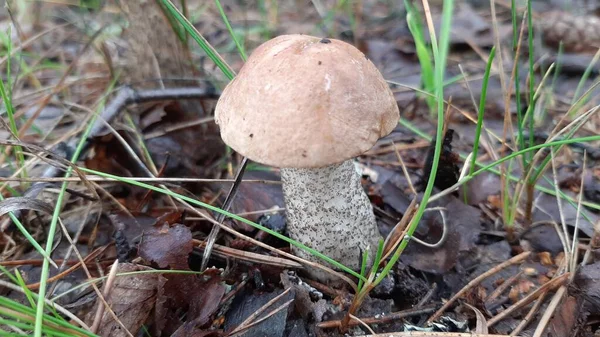 野生蘑菇生长在森林里 有选择的重点 移动摄影 — 图库照片