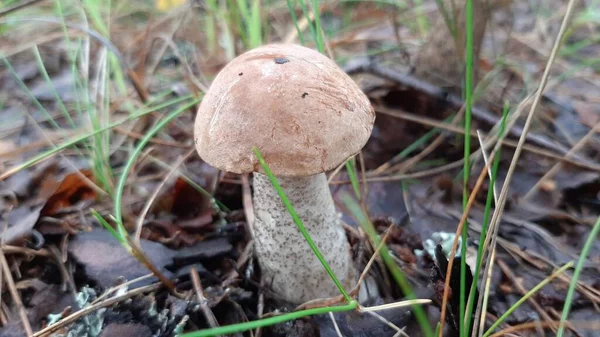野生蘑菇生长在森林里 有选择的重点 移动摄影 — 图库照片