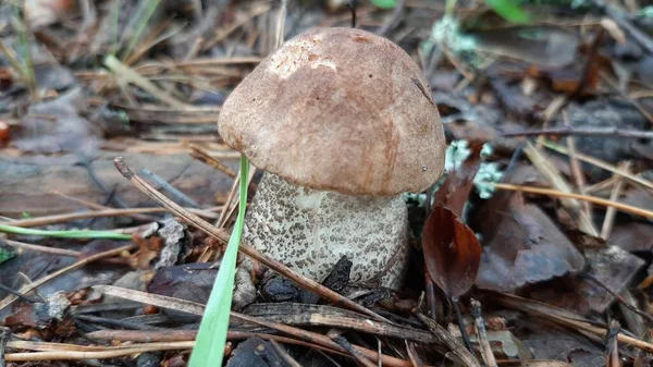 Cogumelo Selvagem Cresce Floresta Foco Seletivo Fotografia Móvel — Fotografia de Stock