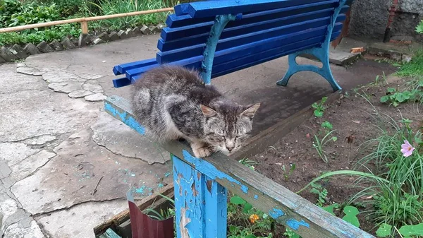 无家可归的街头猫睡在栅栏上 有选择的重点 — 图库照片