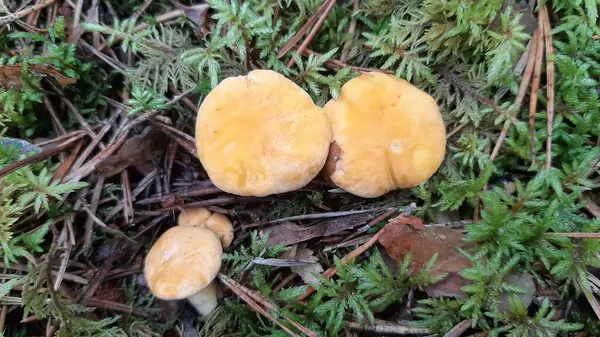 香菇生长在森林里 食用蘑菇 — 图库照片
