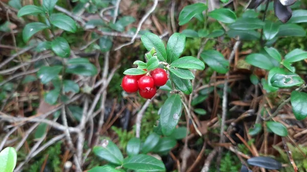 Lingonberry Roste Lese Lingonberry Křoví Listy Brusinek Selektivní Zaměření — Stock fotografie
