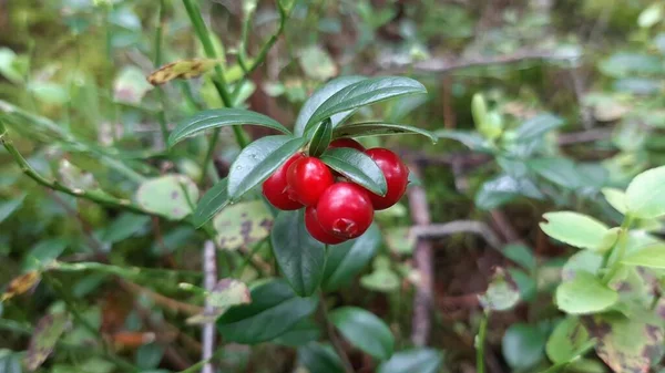 Lingonberry Erdőben Szeder Bogyók Bozót Áfonyalevél Szelektív Fókusz — Stock Fotó