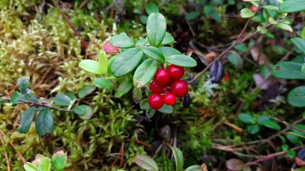 Lingonberry Che Cresce Nella Foresta Bacche Mirtillo Rosso Cespugli Foglie — Foto Stock