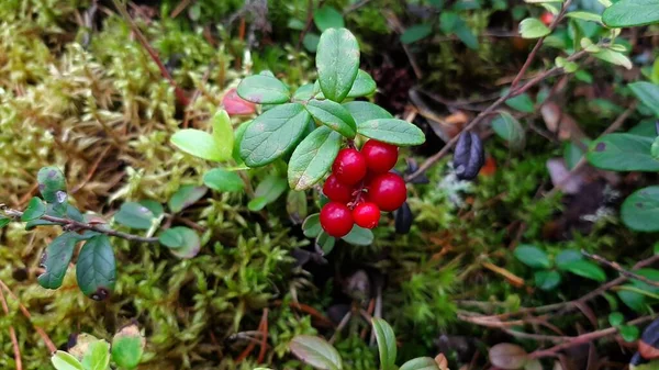 Preiselbeeren Wachsen Wald Preiselbeeren Büsche Und Blätter Der Preiselbeere Selektiver — Stockfoto