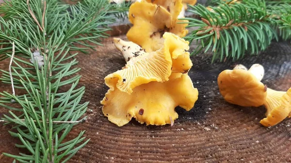 Cogumelos Chanterelle Frescos Recolhidos Floresta Deliciosos Cogumelos Florestais — Fotografia de Stock