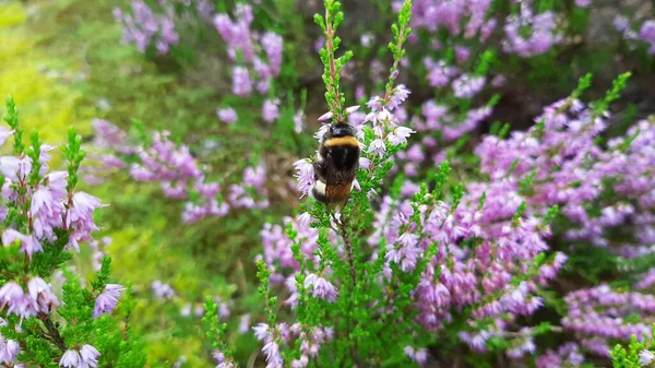 Bourdon Recueille Nectar Sur Les Fleurs Forêt Concentration Sélective — Photo