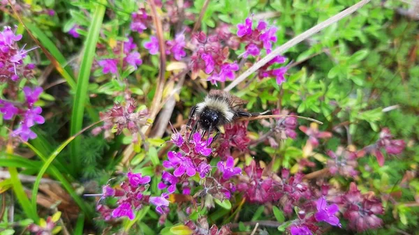 Bumblebee Recolhe Néctar Flores Floresta Foco Seletivo — Fotografia de Stock