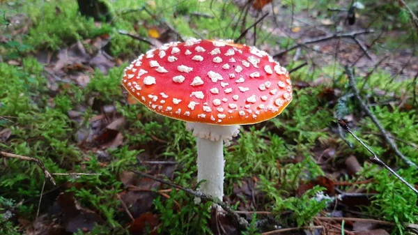 Amanita mushroom grows in the forest. Poisonous mushroom.