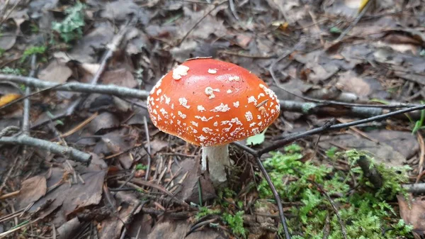 天野蘑菇生长在森林里 剧毒蘑菇 — 图库照片