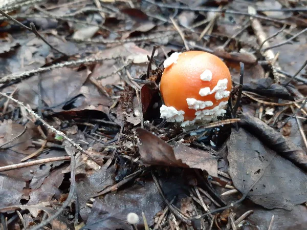 Amanita Paddenstoel Groeit Het Bos Giftige Paddenstoel — Stockfoto