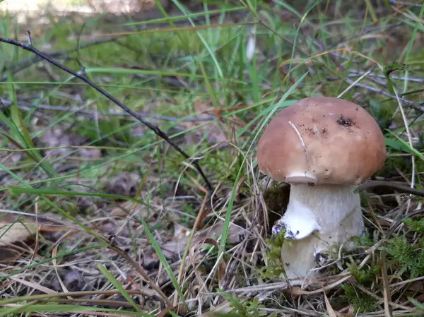 Wilde Paddenstoel Groeit Het Bos Selectieve Focus Mobiele Fotografie — Stockfoto