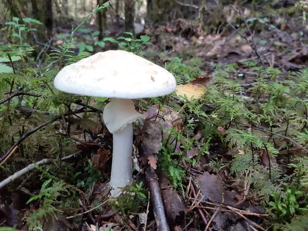 Hongo Amanita Crece Bosque Seta Venenosa —  Fotos de Stock