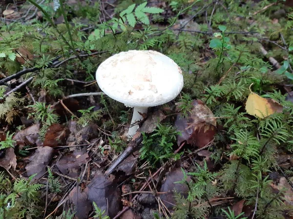 Amanita mushroom grows in the forest. Poisonous mushroom.