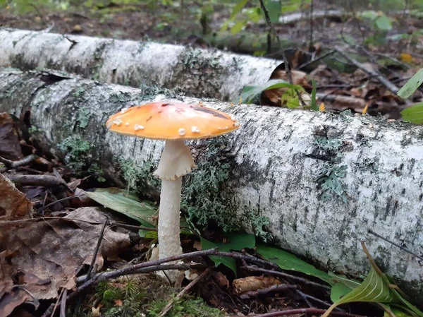 Amanita mushroom grows in the forest. Poisonous mushroom.