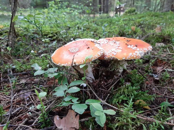 Amanita mushroom grows in the forest. Poisonous mushroom.